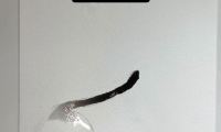 خیس نقاشی گربه