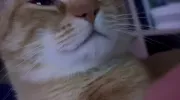 کلیپ بامزه گیتار زدن با سیبل گربه
