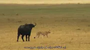 دانلود مستند روش چیتا زیرنویس فارسی