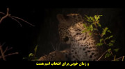 دانلود فیلم زندگی با پلنگ ها با زیرنویس فارسی