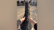 نحوه هدایت اسب به ساده ترین شکل