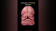 انسان از پیدایش تا تولد؛ بازسازی علمی هفته به هفته جنین
