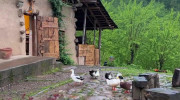 آرامش ناب شمال در دل طبیعت؛ تماشای منظره و شنیدن صدای حیوانات