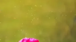 کلیپ تبریک حلول ماه شعبان ۱۴۰۳