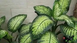 آموزش نحوه قلمه زدن دیفن باخیا در خاک