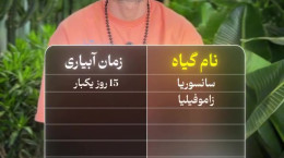 بهترین زمان آبیاری گیاهان زینتی مختلف / گیاهاتو اینجوری آب بده