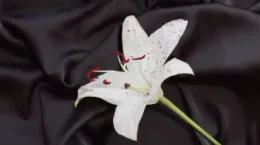 کلیپ تسلیت وفات حضرت معصومه ۱۴۰۴ برای استوری و وضعیت