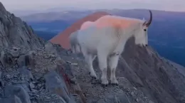 کلیپ بامزه صحبت کردن بز کوهی با کوهنورد