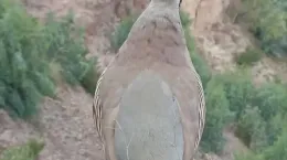 کلیپ آواز خواندن کبک در کوه