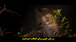 دانلود فیلم زندگی با پلنگ ها با زیرنویس فارسی