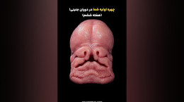 انسان از پیدایش تا تولد؛ بازسازی علمی هفته به هفته جنین