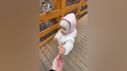 کلیپ دیدنی غذا دادن دختر بچه به آهو ها
