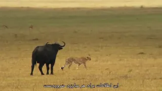 دانلود مستند روش چیتا زیرنویس فارسی