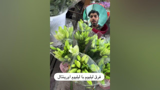 فرق گل لیلیوم و لیلیوم اورینتال