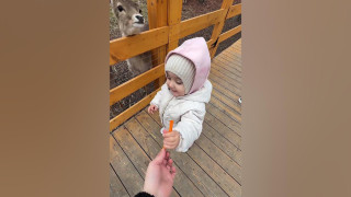 کلیپ دیدنی غذا دادن دختر بچه به آهو ها